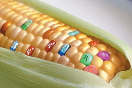 Qu'est-ce qu'un OGM ? © DR
