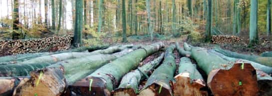 Pour produire du papier, les forêts primaires, gardiennes de biodiversité, sont remplacées par des plantations d'eucalyptus... © DR