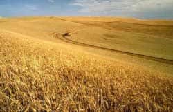 Un champ de blé (OGM ?). © DR