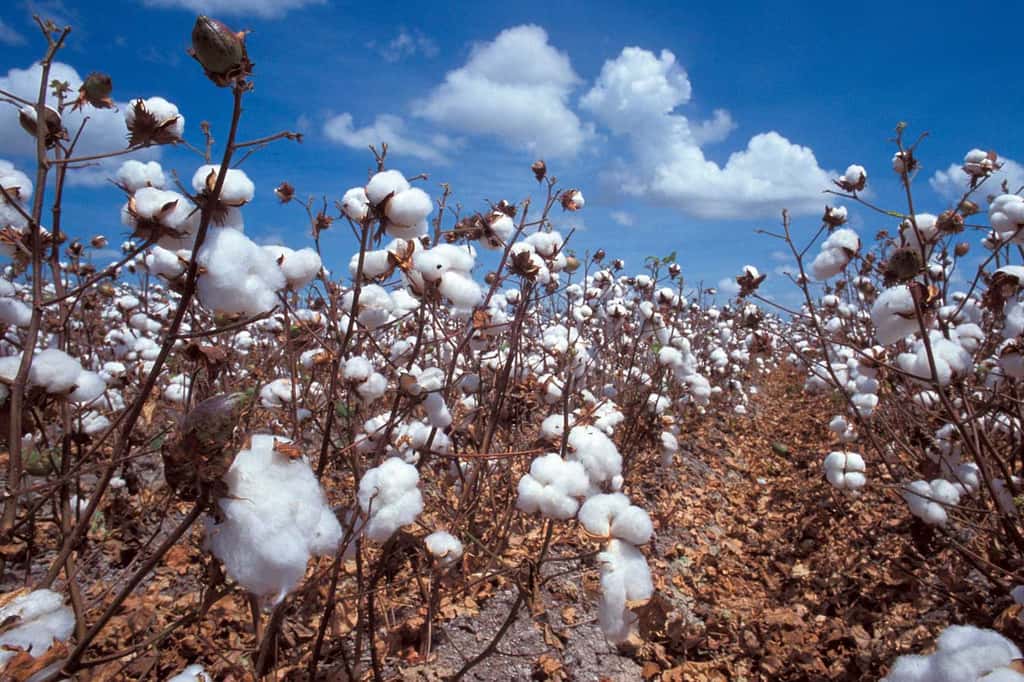 Moins connu que le maïs OGM, le coton aussi est utilisé dans les cultures OGM. © DR