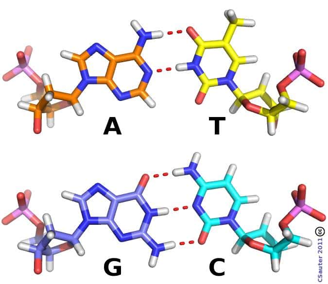 L'ADN est composé de quatre types de nucléotides composés chacun d'un groupement phosphate (en rose et rouge), un sucre cyclique (le désoxyribose) et d'une base qui est soit l'adénine (A), la cytidine (C), la guanine (G) ou la thymine (T). Les nucléotides peuvent s'accrocher deux à deux, A avec T et C avec G, pour former les « barreaux » de l'échelle d'ADN. © Claude Sauter, CC