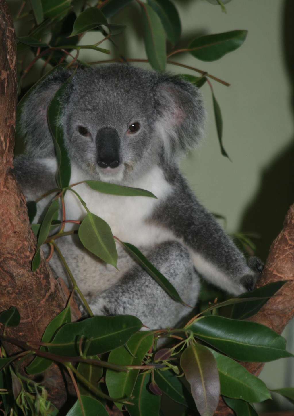 De nombreux koalas évoluent depuis des années dans le parc national de Kakadu, recouvert de jungle. © DR