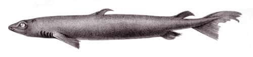 <em>Centroscymnus coelolpis</em>, une espèce de requin<em>.</em> © Bideault, domaine public
