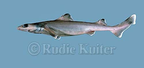 <em>Centrophorus granulosus</em>,<em> </em>le requin-chagrin, porte bien son nom puisqu'il est en danger critique d'extinction.<em> </em>© Rudie Kuiter