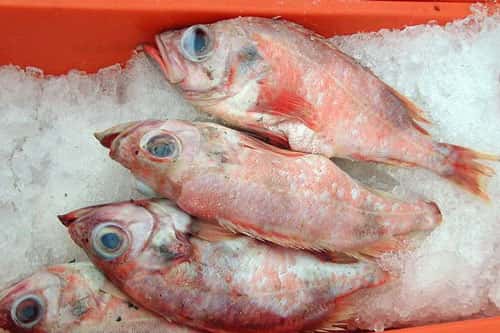 <em>Sebastes marinus</em>, une espèce de poisson vulnérable pourtant pêchée et servie dans les cantines. © Tvabutzku1234, CC0 1.0, domaine public