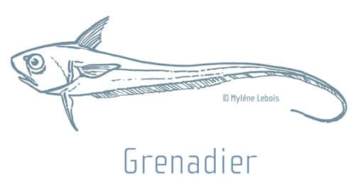  <br />Le grenadier de roche et la lingue bleue sont des poissons profonds pêchés et servis en cantine scolaire. © Mylène Lebois