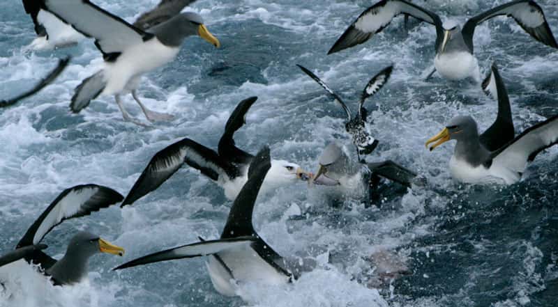 Les albatros suivent les chalutiers, pour attraper les poissons rejetés à la mer. © Claire Nouvian