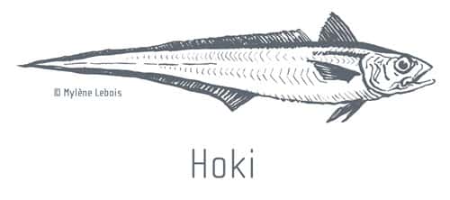 La pêcherie du hoki en Nouvelle-Zélande, labellisée MSC, est-elle réellement durable ? © Mylène Lebois