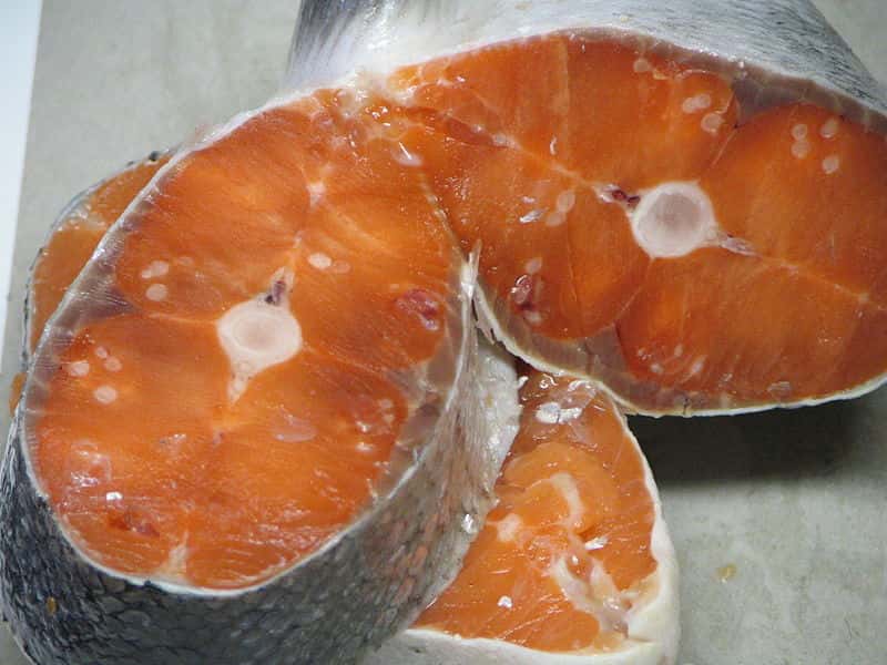 Le saumon atlantique d’élevage ne contiendrait pas des doses élevées du pesticide diflubenzuron. © Flying Penguin, Wikimedia, domaine public