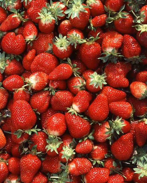 Les fraises, ainsi que des céréales et d’autres fruits et légumes, pouvaient contenir des résidus de bromure de méthyle. Ce produit, désormais interdit, ne devrait plus être retrouvé sur nos aliments. © ARS, USDA, Wikimedia, domaine public