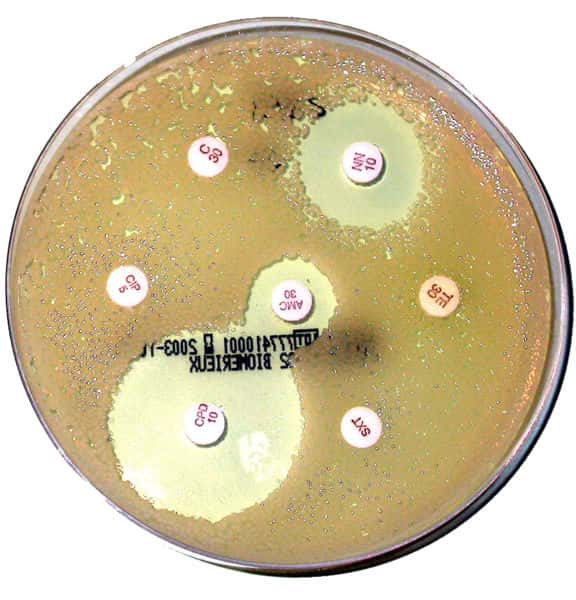 Les antibiotiques tuent plus ou moins efficacement les bactéries (ici les zones claires entourant certains patchs d’antibiotiques montrent une disparition du tapis bactérien). © Philippinjl, Wikimedia, CC by-sa 2.0