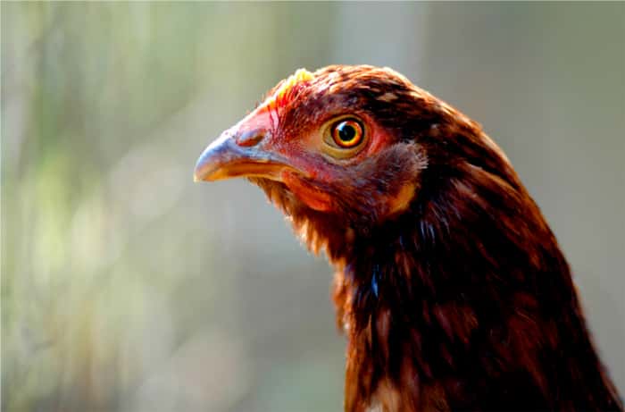 Le poulet contaminé à la dioxine n’est pas consommable. © Stockvault