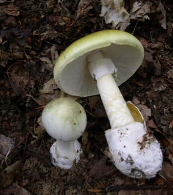 L'amanite phalloïde (<em>Amanita phalloides</em>) est un champignon mortel. © Archenzo, CC by-sa 3.0
