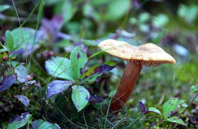 Parmi les champignons les plus classiques, certains se démarquent par leur forme et leur couleur peu communes ! © Peupleloup, Flickr, CC by-sa 3.0