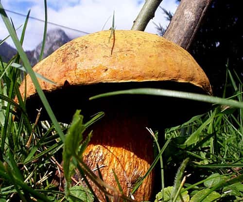 Le bolet blafard est un champignon comestible, à condition qu'il soit cuit. © Jean-Louis Lascoux, CC 1.0