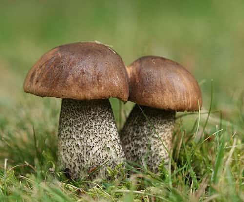 Attention, le ramassage des champignons est réglementé ! Ici, <em>Leccinum scabrum</em> à pied rude. © Sylfred GNU FDL 1.2
