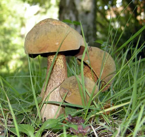 Le bon cueilleur de champignons respecte le lieu et les règles établies. Voici le <em>Boletus luridus</em> ou bolet blafard. © JPLM GNU FDL 1.2