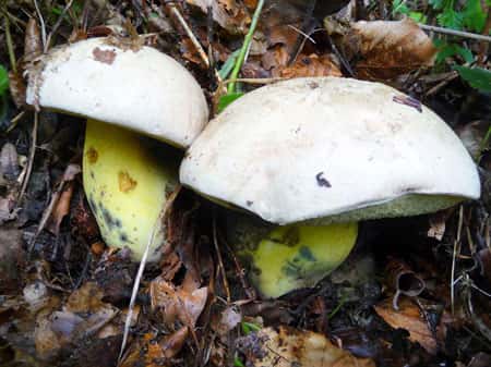Lors de la cueillette des champignons, il est essentiel de respecter la forêt. Ci-dessus, <em>Boletus radicans. </em>© Tuttle, GNU FDL 1.2