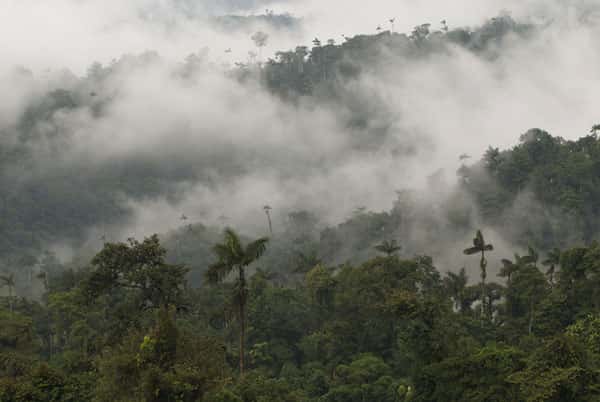 Canopée tropicale de la forêt de Bilsa, Équateur. © Sylvain Lefebvre et Marie-Anne Bertin, DR