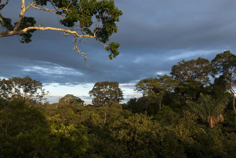 Canopée en forêt amazonienne.  © Sylvain Lefebvre et Marie-Anne Bertin, DR