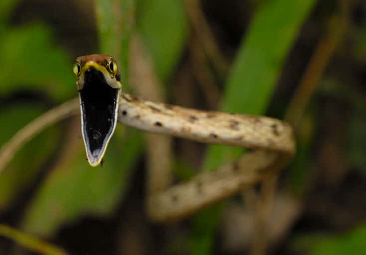 Serpent liane, espèce totalement inoffensive (<em>Oxybelis aeneus</em>), que l'on peut rencontrer dans la forêt tropicale<em>. ©</em> Sylvain Lefebvre et Marie-Anne Bertin, DR