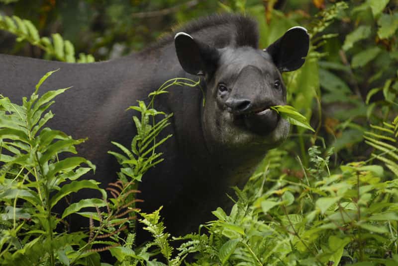 Tapir du Brésil (<em>Tapirus terrestris</em>), le plus gros mammifère terrestre des jungles d’Amérique. © Sylvain Lefebvre et Marie-Anne Bertin 