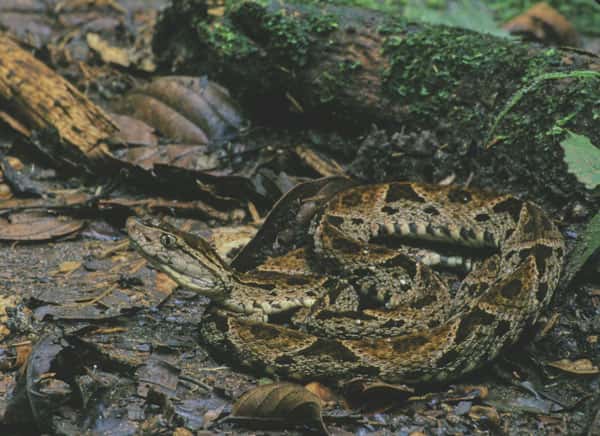 Vipère fer-de-lance (<em>Bothrops asper</em>) : la morsure de ce serpent est mortelle. © Sylvain Lefebvre &amp; Marie-Anne Bertin, DR
