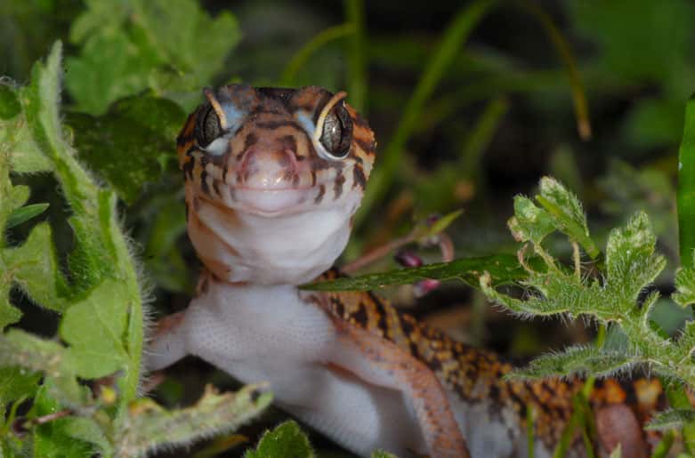Gecko à bandes du Yucatán (<em>Coleonyx elegans</em>). © Sylvain Lefebvre et Marie-Anne Bertin, DR