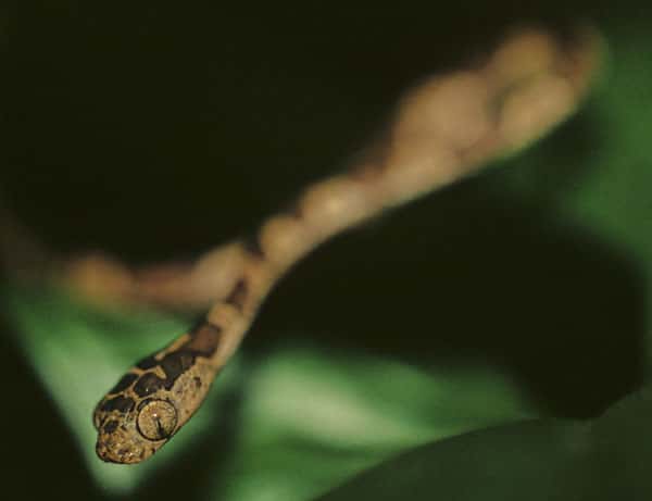 <em>Serpent à tête retroussée (Imantodes cenchoa</em>). © Sylvain Lefebvre & Marie-Anne Bertin, DR