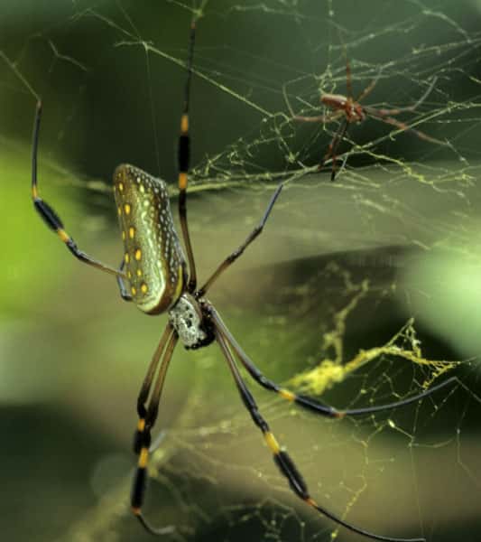 La néphile <em>Nephila clavipes</em> est connue pour fabriquer une toile d'araignée très résistante. © Sylvain Lefebvre et Marie-Anne Bertin 