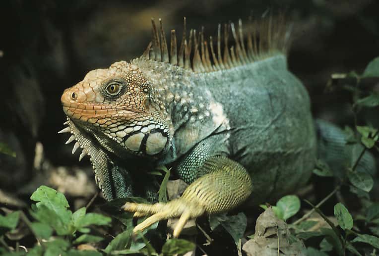 Un iguane vert, l'espèce responsable de la morsure n'a pas été communiquée. © DP