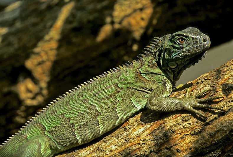 L'iguane vert (<em>Iguana iguana</em>), prisé comme animal de compagnie. © Sylvain Lefebvre et Marie-Anne Bertin, DR