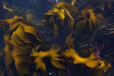 Les laminaires, algues indispensables à la base de la chaîne alimentaire. © Daniel Guip / Flickr CC by-nc-sa 2.0