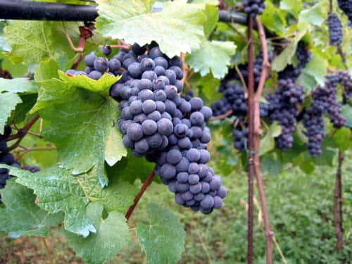 Découvrez les secrets du vin au cœur des vignes et vignobles français. © Rdesai, CC by 2.0