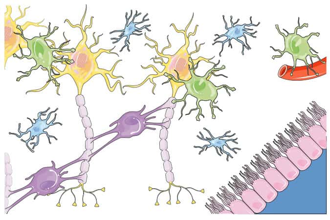 Schéma de l’organisation cellulaire du tissu nerveux. © Servier Medical Art