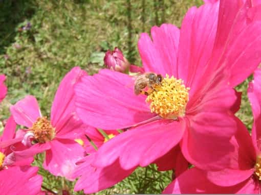 Les abeilles, attirées par la couleur des fleurs, jouent un rôle important dans la pollinisation. © Bernard Valeur, DR