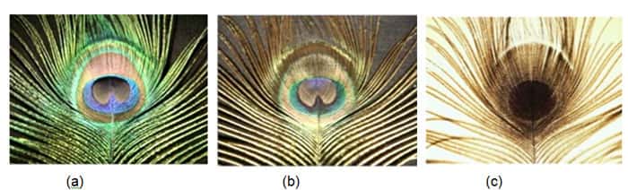 Les couleurs des plumes de paon varient en fonction de l’angle d’observation (a et b). Ces couleurs disparaissent lorsqu’on observe les plumes à l’envers et par transparence (c). © Bernard Valeur 