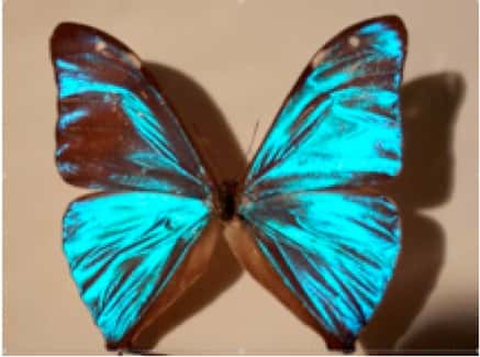 La couleur des animaux peut avoir des origines diverses. L'iridescence des ailes des papillons de type Morpho est due aux écailles du papillon qui présentent des stries formant une structure périodique à deux dimensions. © B. Valeur DR