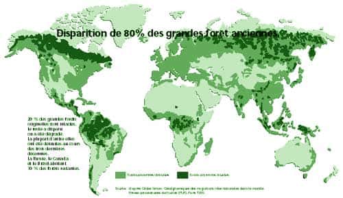 Disparition de 80% des grandes forêts anciennes