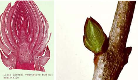À gauche : bourgeon de lilas (macro). À droite bourgeon de lilas. © MO