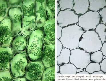 À gauche : parenchyme chlorophyllien. À droite parenchyme de réserve. © DR