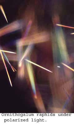 Raphides (cristaux intracellulaires) en lumière polarisée. © DR