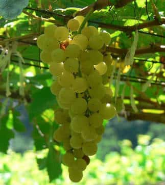 Grappes de chenin blanc, vin de Touraine. © Chrisada Wikipedia