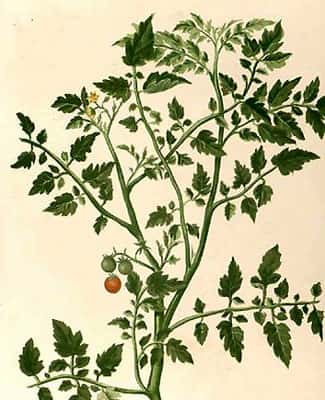 La tomate est aussi appelée « pomme d'amour »<em>. © </em>Wikipédia<em> </em>DP