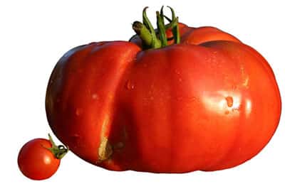 Diversité des tailles chez la tomate : une tomate cerise à coté d'une tomate cœur de bœuf. © Berrucommons Wikipedia