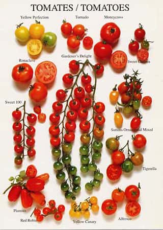 Différentes variétés de tomates. © DR