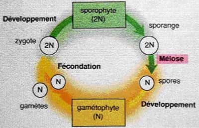 Cycle général de reproduction de l'algue. © DR
