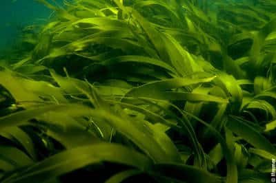 Les algues laminaires (<em>Laminaria</em>) se cultivent. © Ifremer, DR