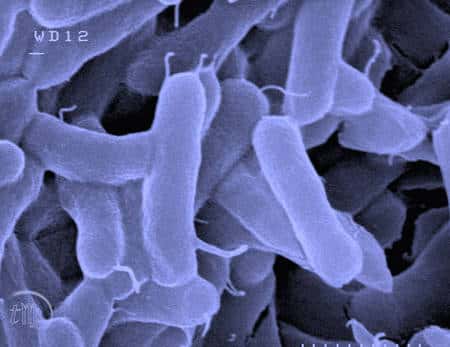 Les salmonelles : c’est, en Europe, un des pathogènes classés dans le « top 4 ». En France, elles tiennent la « pole position ». Ce sont ces bactéries qui sont le plus souvent identifiées dans les toxi-infections alimentaires collectives (TIAC). © Florence Dubois-Brissonnet, plate-forme MIMA2, Micalis, Massy/Inra
