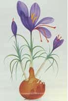 Bulbe de <em>Crocus sativus</em> en fleur avec les stigmates de couleur rouge. © Document Jean-Marie Thiercelin